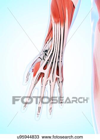 Drawing - Human hand muscles, artwork. Fotosearch