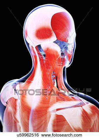 Stock Illustration - Human head and neck muscles, artwork. Fotosearch