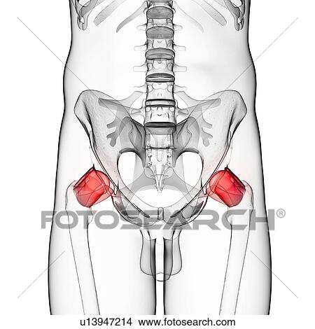 Human hip pain, artwork View Large Illustration Stock Illustration - Human hip pain, artwork. Fotosearch