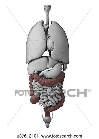 Clip Art - Human internal organs, artwork. Fotosearch