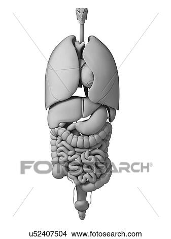 Stock Illustration - Human internal organs, artwork. Fotosearch