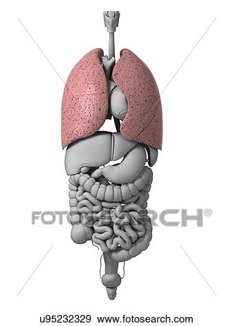 Human internal organs, artwork View Large Illustration Stock Illustration - Human internal organs, artwork. Fotosearch