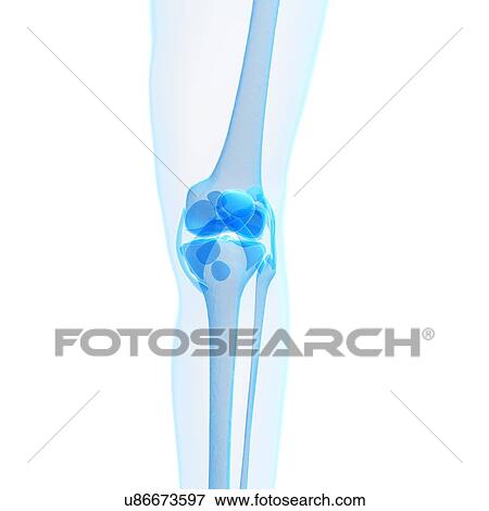 Human knee joint, artwork View Large Illustration Stock Illustration - Human knee joint, artwork. Fotosearch