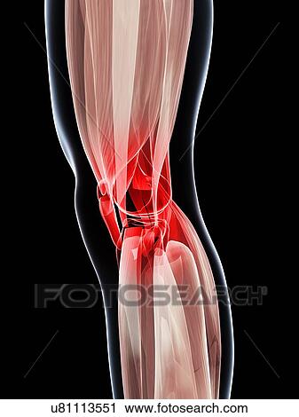 Clip Art - Human knee muscles, artwork. Fotosearch