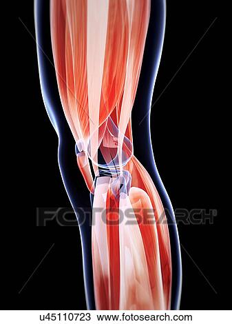 Human knee muscles, artwork View Large Illustration Drawing - Human knee muscles, artwork. Fotosearch