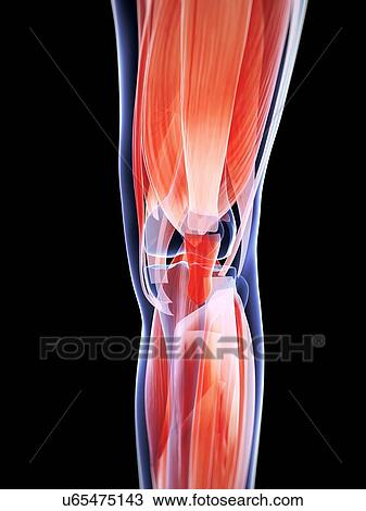 Human knee muscles, artwork View Large Illustration Drawing - Human knee muscles, artwork. Fotosearch