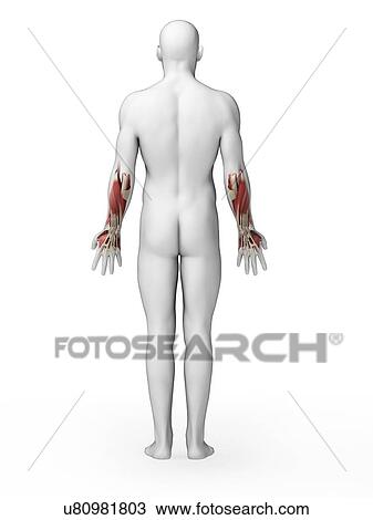 Human lower arm muscles, artwork View Large Illustration Drawing - Human lower arm muscles, artwork. Fotosearch