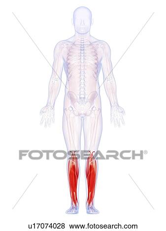 Stock Illustration - Human lower leg muscles, artwork. Fotosearch
