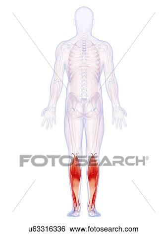 Human lower leg muscles, artwork View Large Illustration Stock Illustration - Human lower leg muscles, artwork. Fotosearch