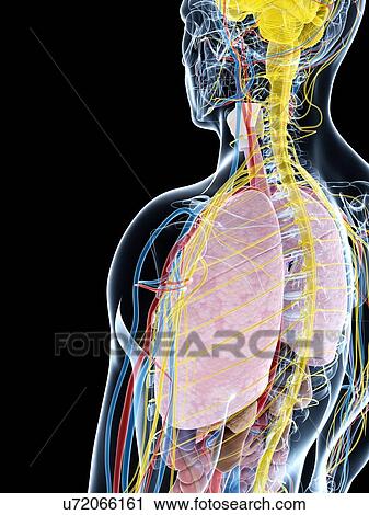 Human lung anatomy, artwork View Large Illustration Clip Art - Human lung anatomy, artwork. Fotosearch