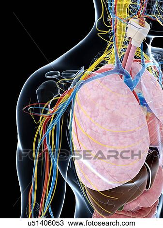 Human lung anatomy, artwork View Large Illustration Drawing - Human lung anatomy, artwork. Fotosearch
