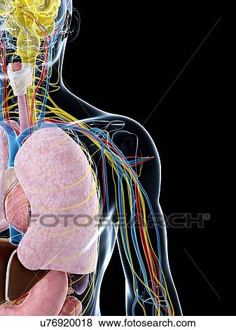 Human lung anatomy, artwork View Large Illustration Stock Illustration - Human lung anatomy, artwork. Fotosearch