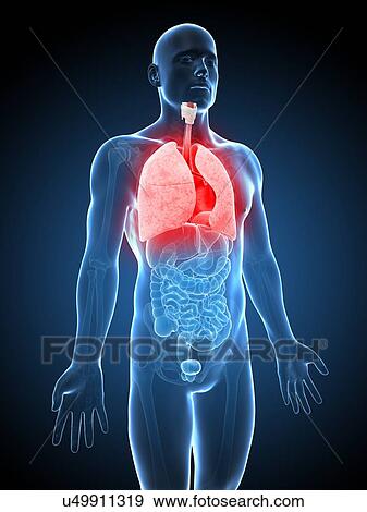 Human lungs, artwork View Large Illustration Stock Illustration - Human lungs, artwork. Fotosearch