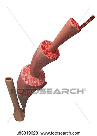 Stock Illustration - Human muscle fibre, artwork. Fotosearch