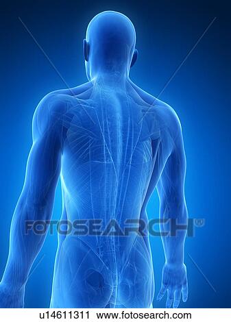 Clip Art - Human muscular system, artwork. Fotosearch