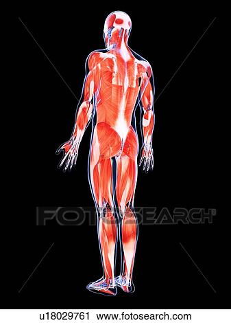 Clip Art - Human muscular system, artwork. Fotosearch