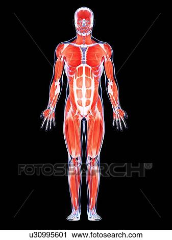 Human muscular system, artwork View Large Illustration Clip Art - Human muscular system, artwork. Fotosearch