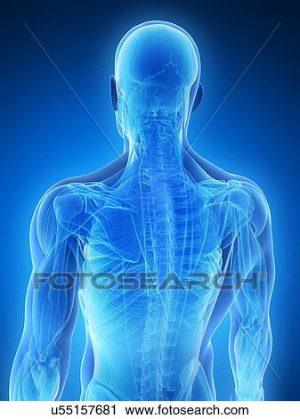 Clip Art - Human muscular system, artwork. Fotosearch