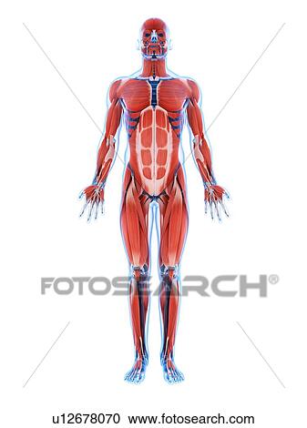Human muscular system, artwork View Large Illustration Clipart - Human muscular system, artwork. Fotosearch