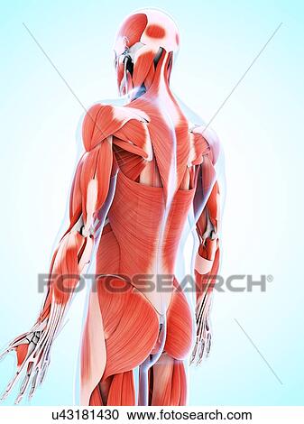 Clipart - Human muscular system, artwork. Fotosearch