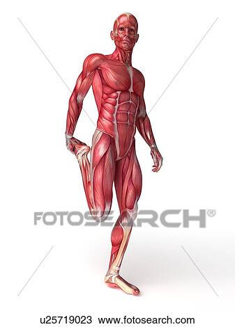 Human muscular system, artwork View Large Illustration Drawing - Human muscular system, artwork. Fotosearch