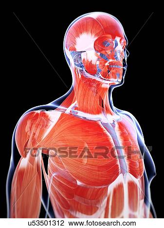 Drawing - Human muscular system, artwork. Fotosearch