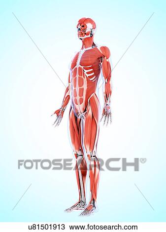 Human muscular system, artwork View Large Illustration Drawing - Human muscular system, artwork. Fotosearch