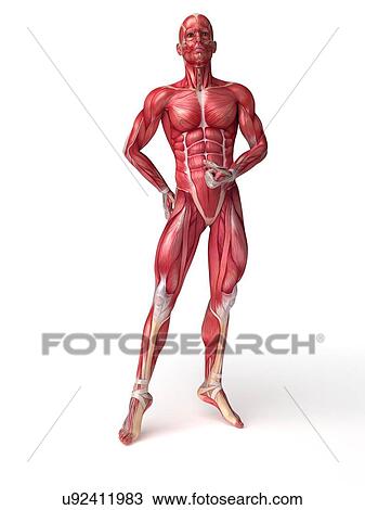Drawing - Human muscular system, artwork. Fotosearch