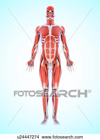 Human muscular system, artwork View Large Illustration Stock Illustration - Human muscular system, artwork. Fotosearch