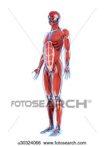 Human muscular system, artwork View Large Illustration Stock Illustration - Human muscular system, artwork. Fotosearch