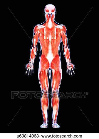 Human muscular system, artwork View Large Illustration Stock Illustration - Human muscular system, artwork. Fotosearch