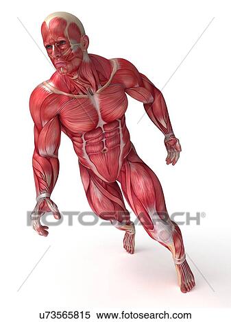 Stock Illustration - Human muscular system, artwork. Fotosearch