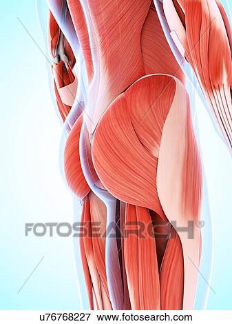 Stock Illustration - Human muscular system, artwork. Fotosearch
