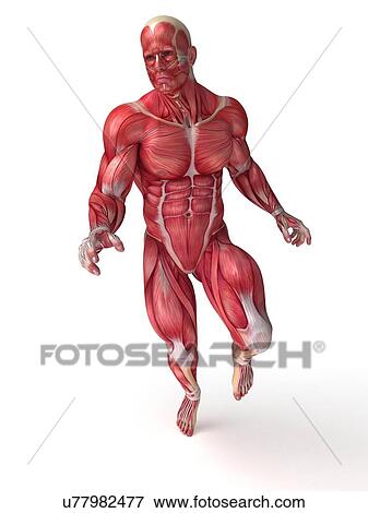 Human muscular system, artwork View Large Illustration Stock Illustration - Human muscular system, artwork. Fotosearch