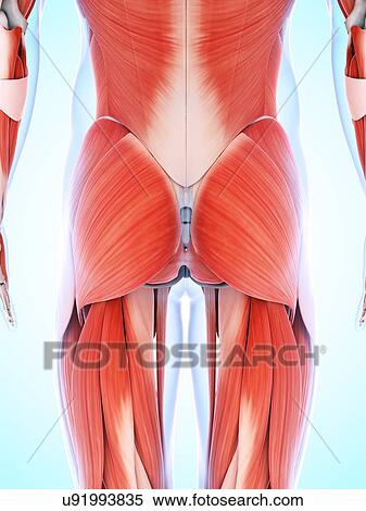 Stock Illustration - Human muscular system, artwork. Fotosearch