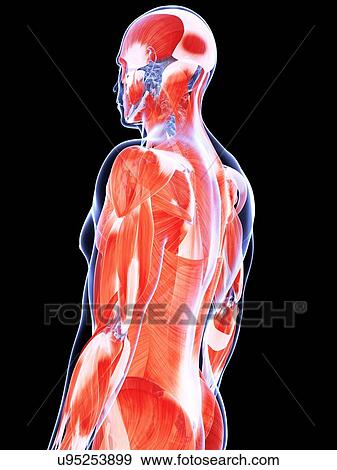 Stock Illustration - Human muscular system, artwork. Fotosearch