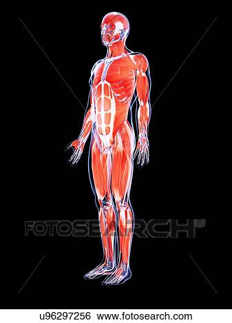 Human muscular system, artwork View Large Illustration Stock Illustration - Human muscular system, artwork. Fotosearch