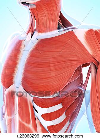 Stock Illustration - Human muscular system of the chest. Fotosearch