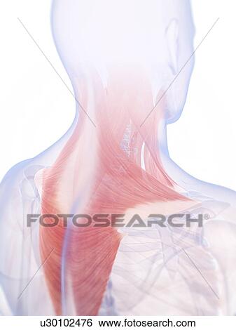 Stock Illustration - Human neck and back muscles, artwork. Fotosearch