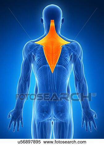Stock Illustration - Human neck and back muscles, artwork. Fotosearch