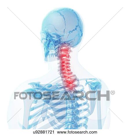 Clip Art - Human neck bones, artwork. Fotosearch