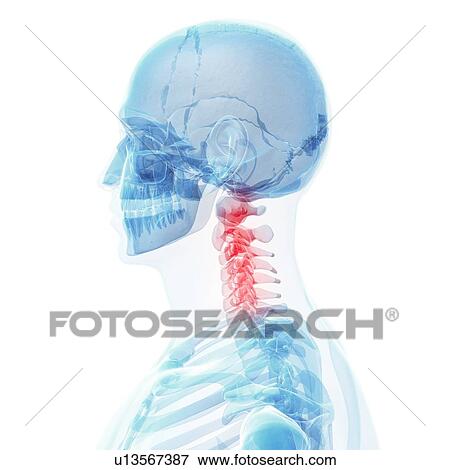 Stock Illustration - Human neck bones, artwork. Fotosearch