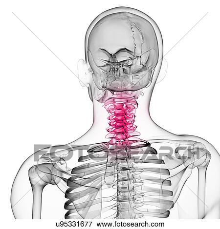 Human neck bones, artwork View Large Illustration Stock Illustration - Human neck bones, artwork. Fotosearch