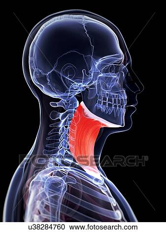 Clipart - Human neck muscle, artwork. Fotosearch