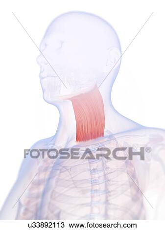 Drawing - Human neck muscle, artwork. Fotosearch