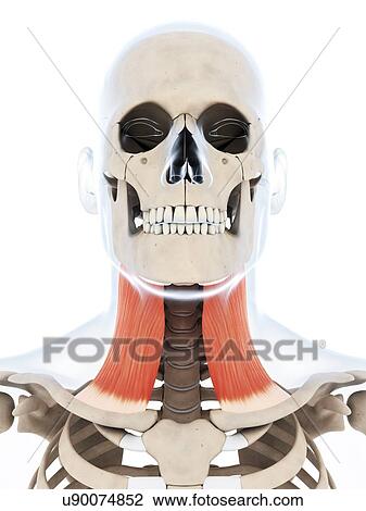 Drawing - Human neck muscle, artwork. Fotosearch