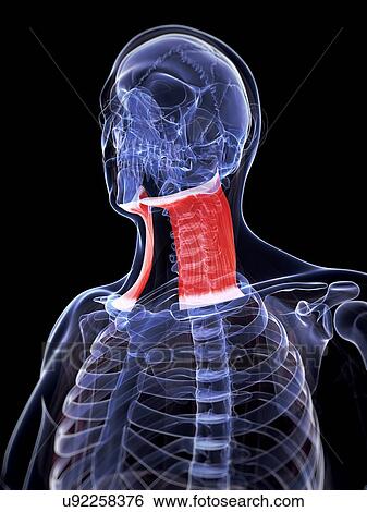 Stock Illustration - Human neck muscle, artwork. Fotosearch