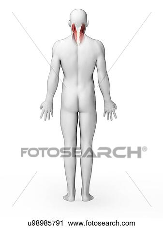 Clip Art - Human neck muscles, artwork. Fotosearch