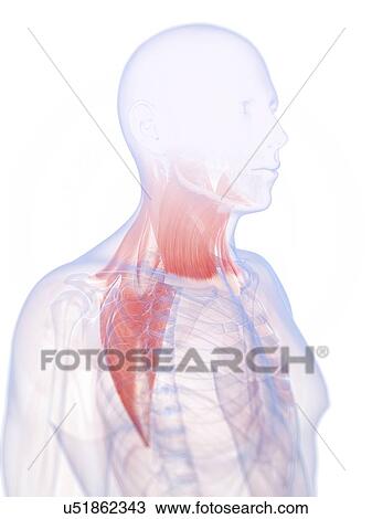 Human neck muscles, artwork View Large Illustration Drawing - Human neck muscles, artwork. Fotosearch