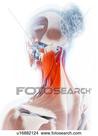 Human neck pain, artwork View Large Illustration Stock Illustration - Human neck pain, artwork. Fotosearch